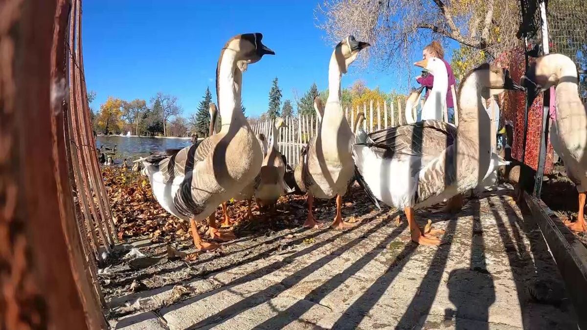 Parking Geese