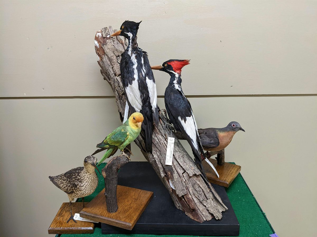 Accessible Adventures: Terrific Taxidermy