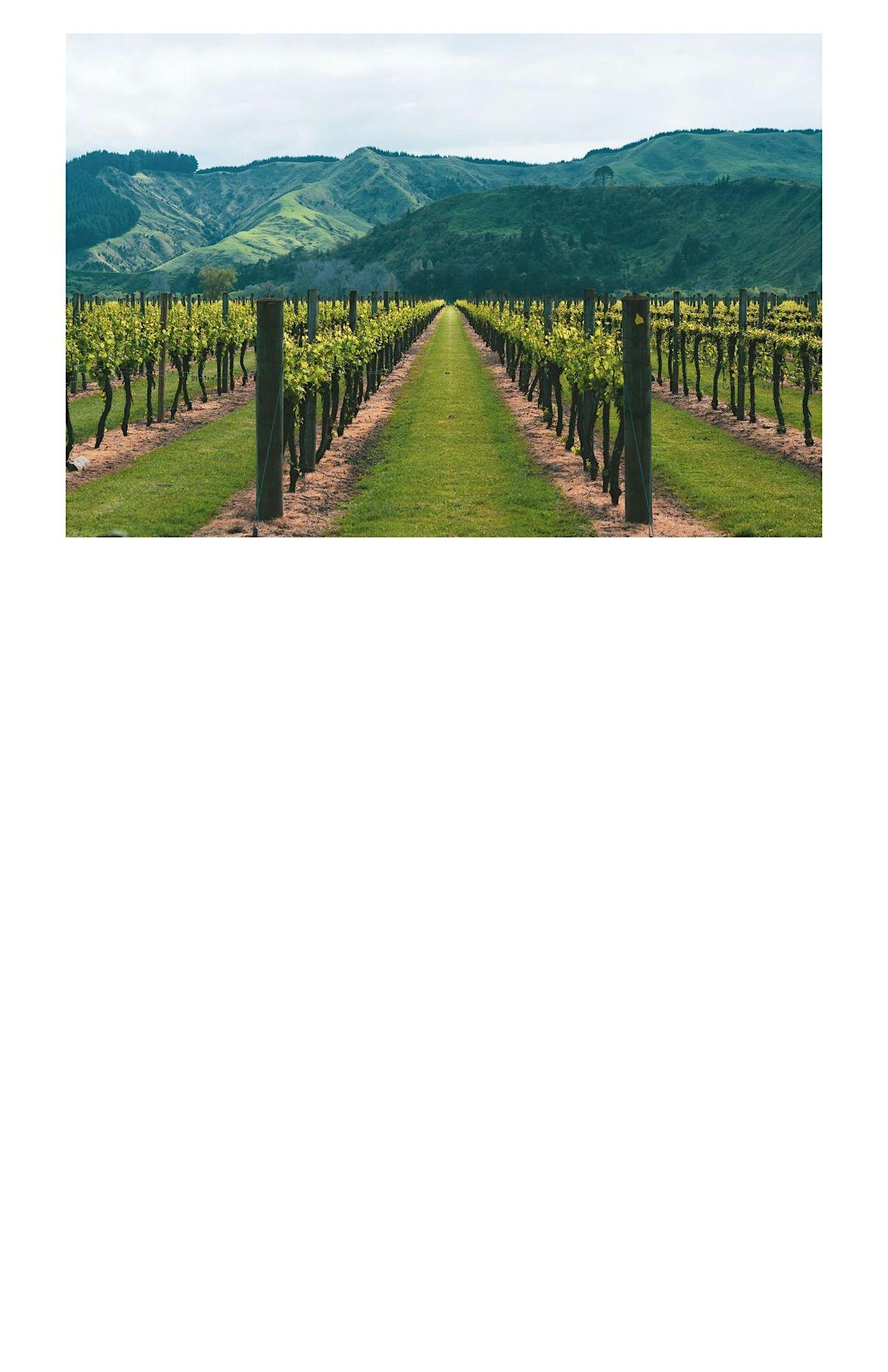 Wine Dinner: The great Showdown Old World VS New World