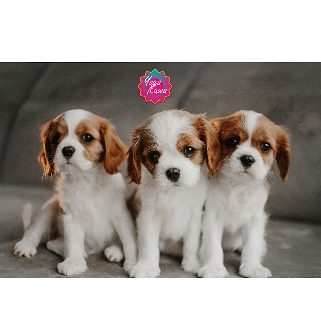 Puppy Yoga by Yoga Kawa Vaughan Cavalier King Charles Spaniel