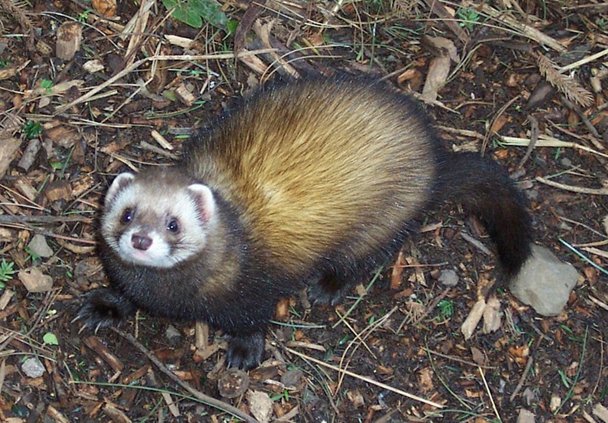 Polercat A Marvellous Mustelid - the Polecat! at St Hilary's Church Community ...