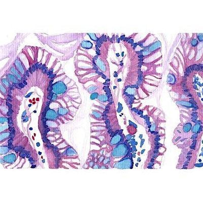 Department of Pathology, University of Cambridge