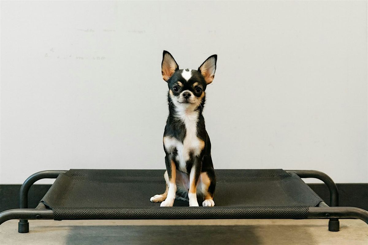 Duo Puppy Class - Wednesdays 1:00 pm - April 15-May 20