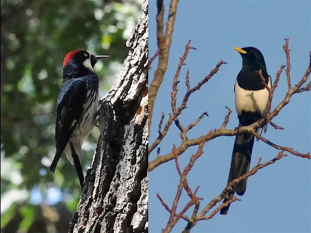 Christmas Bird Count Review and Prep