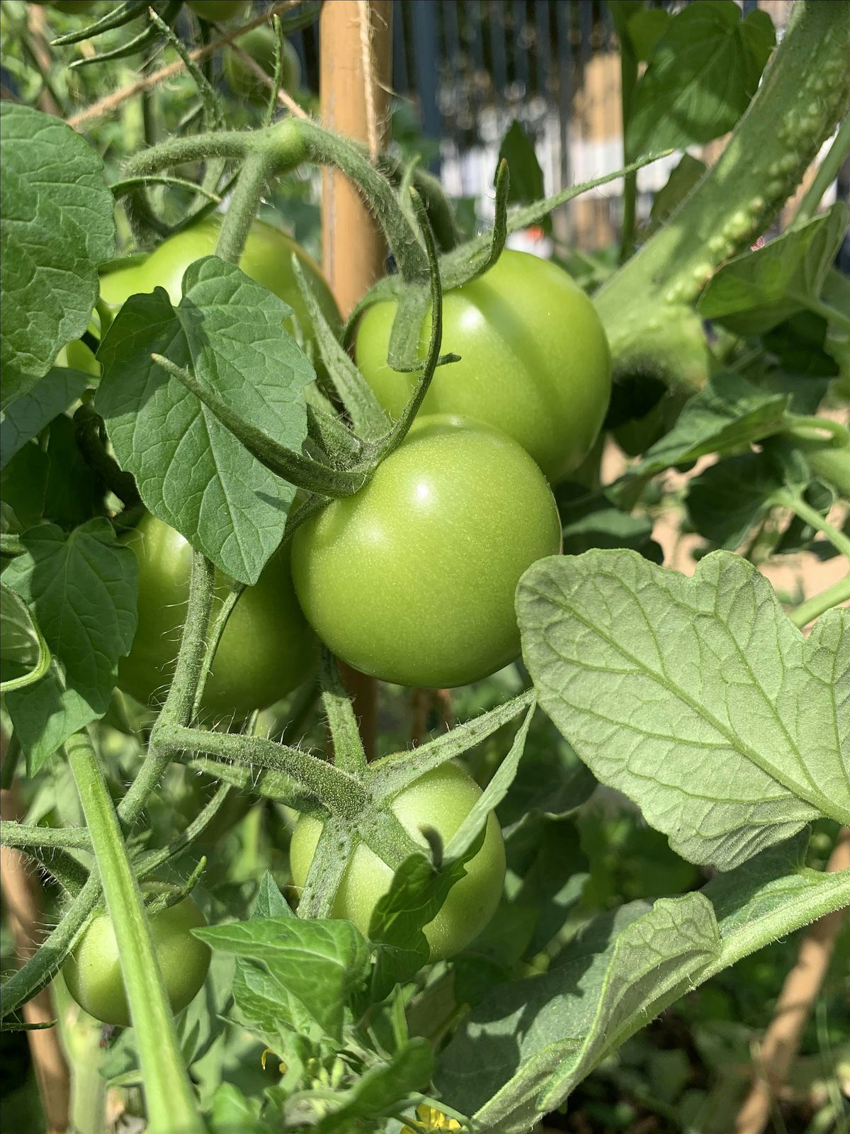 Sustainable Urban Food Growing