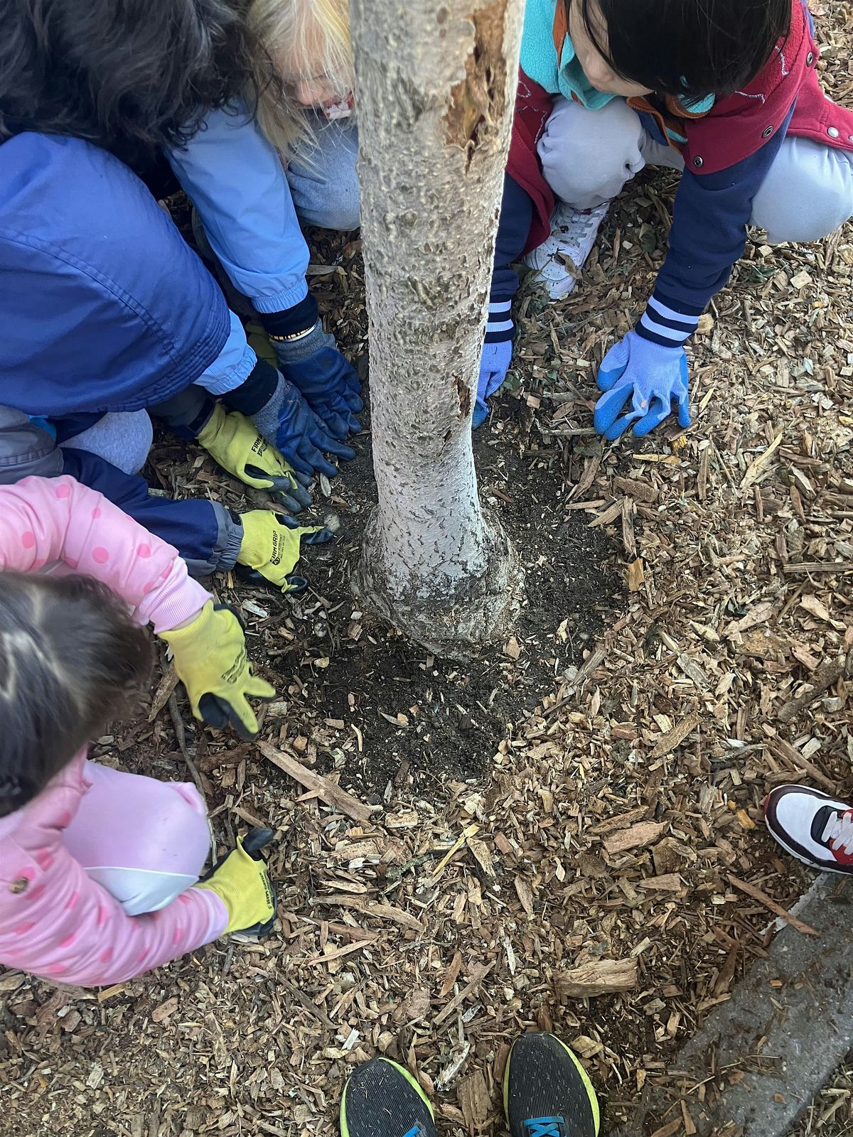 Street Tree Care w\/ Team Dreamers Uptown