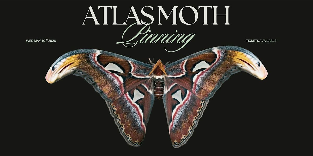 Atlas Moth Pinning Workshop
