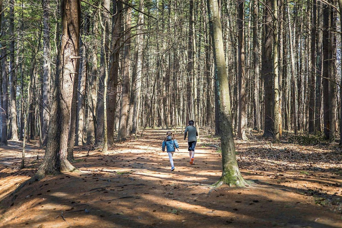 Forest Bathing