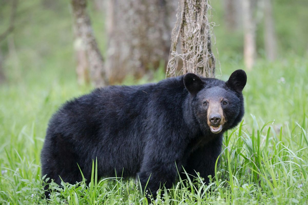 Bear Encounters & Hiking Workshop