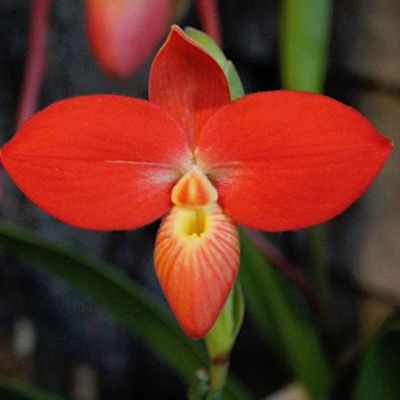 Southern Ontario Orchid Society (SOOS)