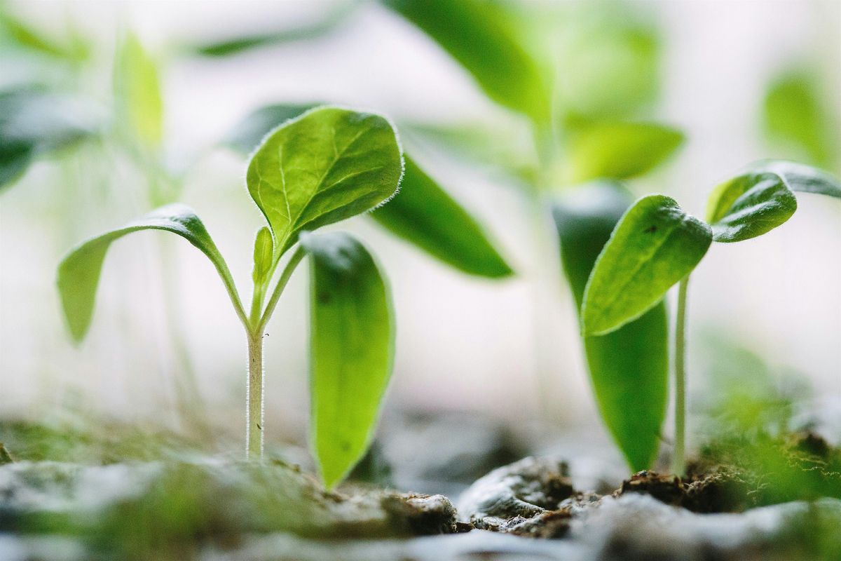 Grow Your Own workshop - Winter Growing