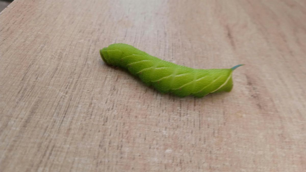 Exploring Lifecycles at the Centre for Wildlife Gardening