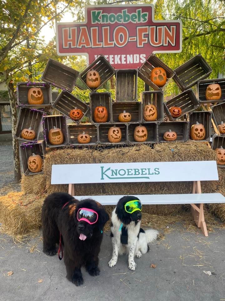 Newfs At Knoebels Knoebels Amusement Resort Elysburg PA newfs-at-knoebels-knoebels-amusement-resort-elysburg-pa