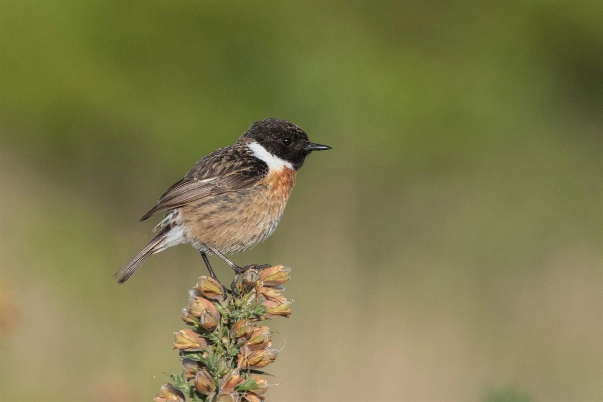 Dawn chorus bird walk @ St Catherine's Hill