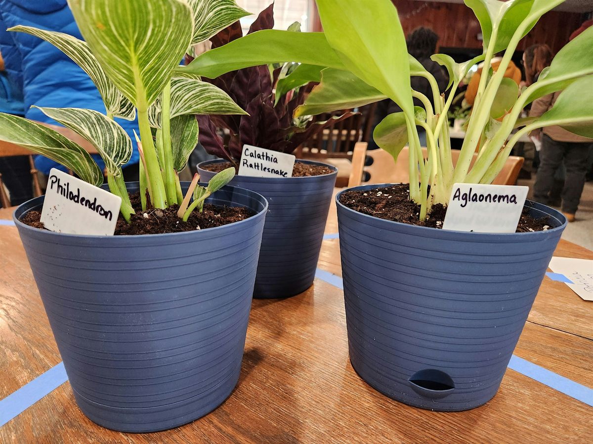 Plant Swap at the Library