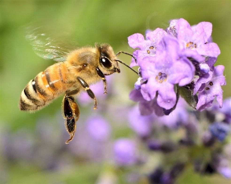 Pollination Real Bees and Pollination at San Francisco Bay National Wildlife Refuge ...