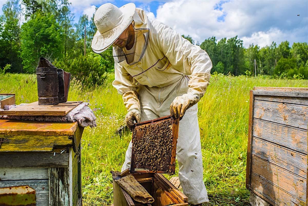 JCI Manchester: Beekeeping Taster Session