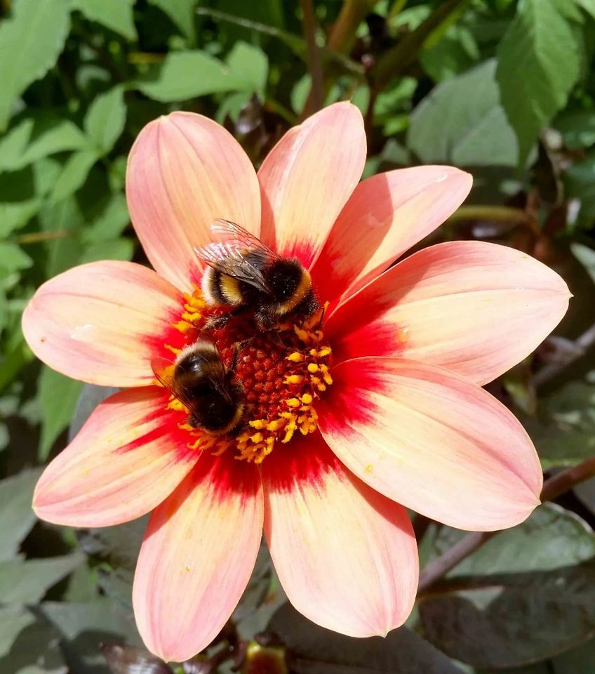 Container Planting for Pollinators | VISUAL Carlow, Enniscorthy, DL ...