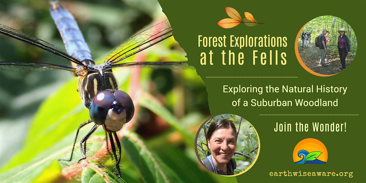 Spring Forest Explorations