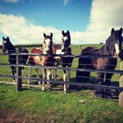 Low Fold Equestrian Centre