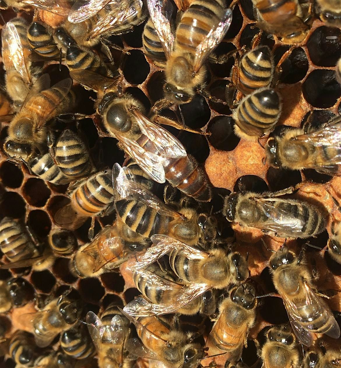 Beginning Beekeeping: The Basics and Focus on Urban Beekeeping
