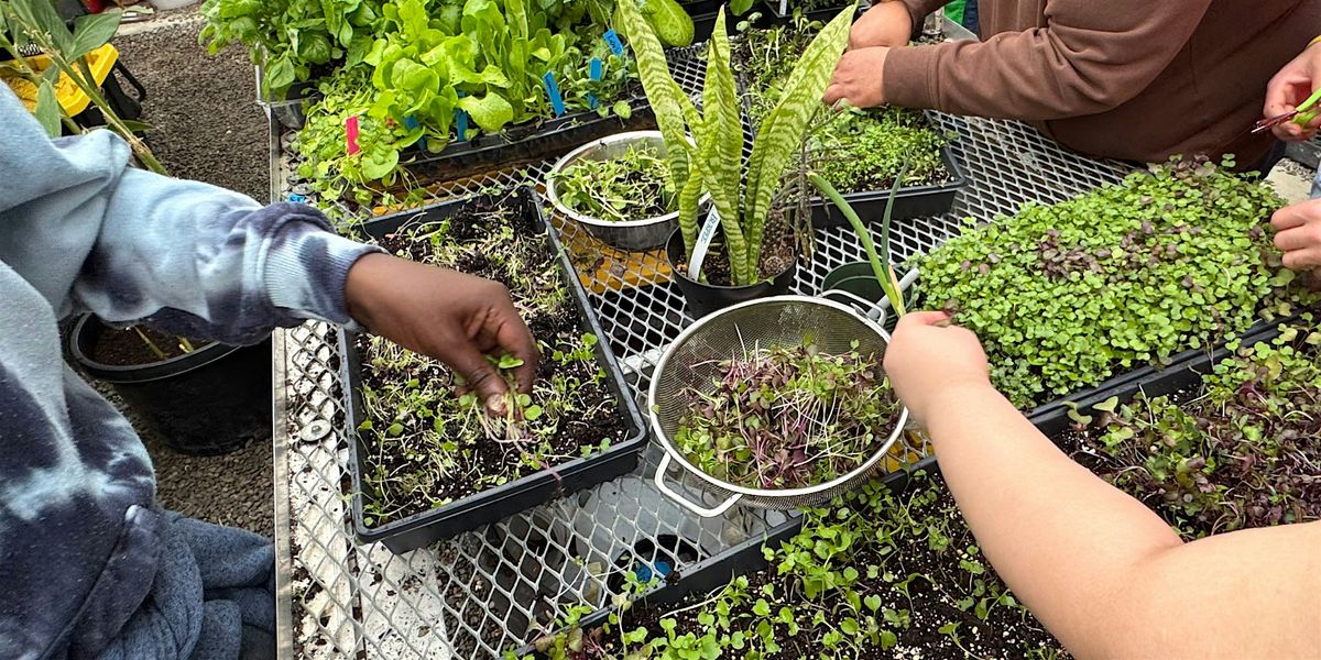 Saut\u00e9 Sizzle Savor: Food as Fall Medicine