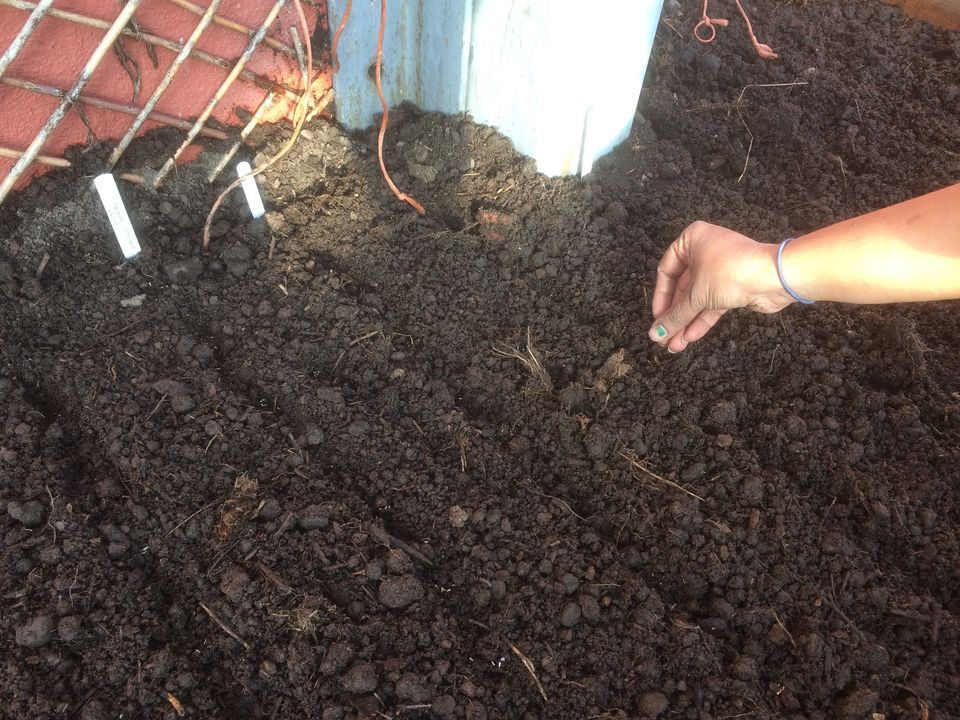Growers Growing from Seed Greenhouse Pantry, Edinburgh, SC
