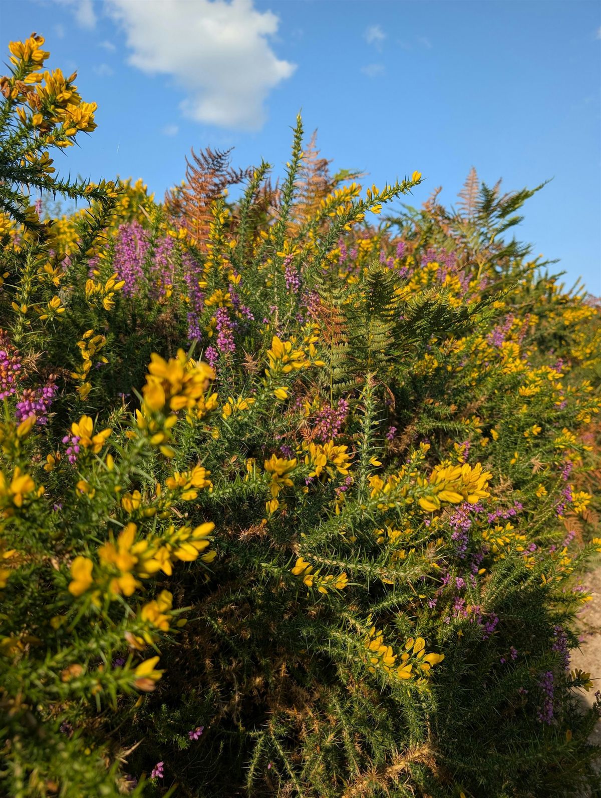 Wildlife Walk - Heath Week