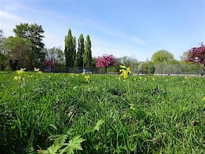 Wildflower walk - Oxford City, Sat 11 July