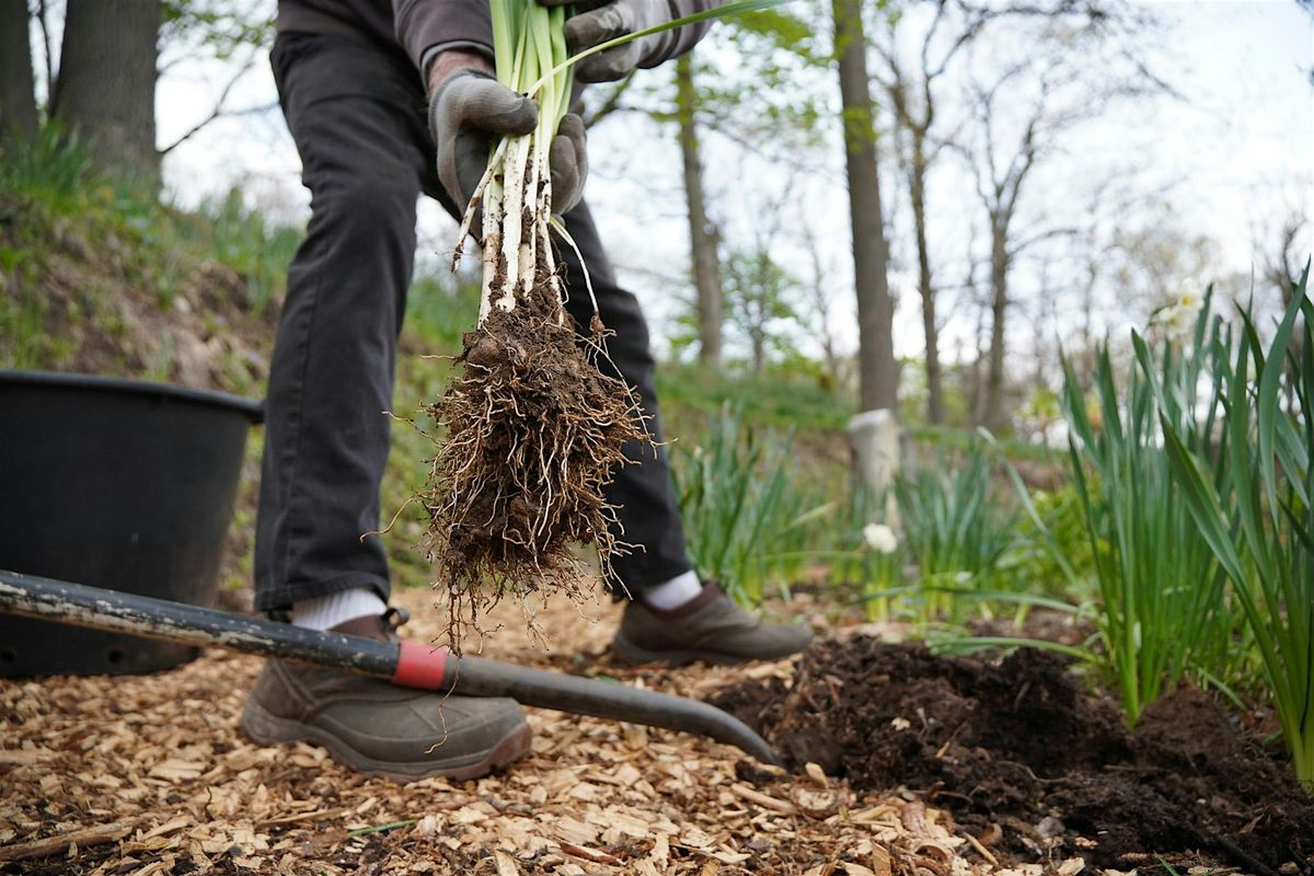 Volunteering: Dig Up the Daffodils Days