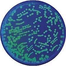 Bacterial Transformation (For Ages 10-14)