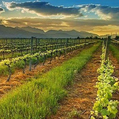WINES OF SOUTH AFRICA