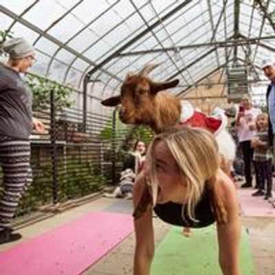 Goats + Yoga by Willow City Farm