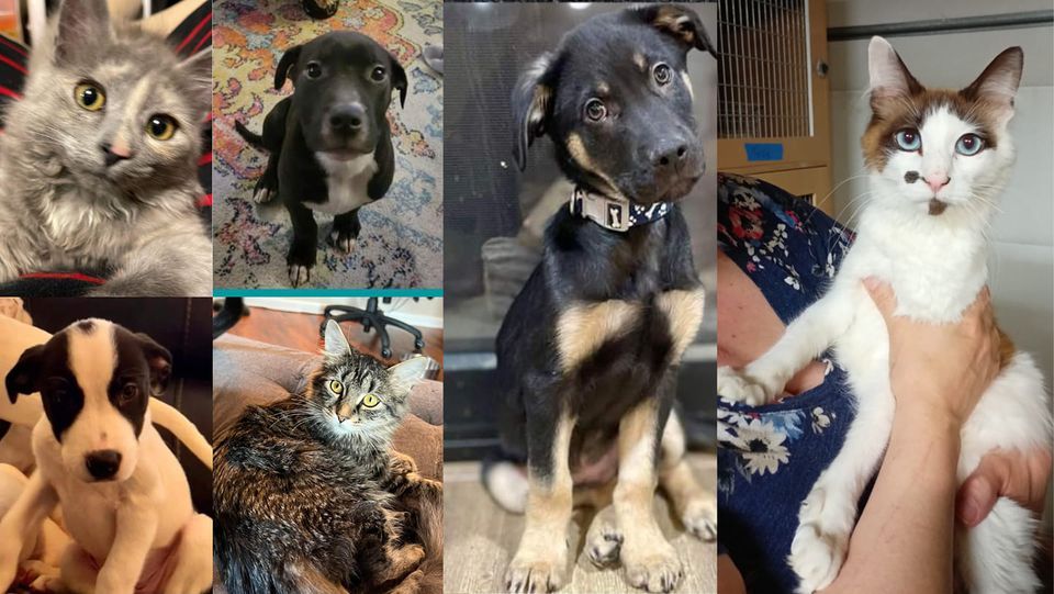 Puppy, Kitten, Cat and Dog Adoption Event PetSmart (Anchorage, AK