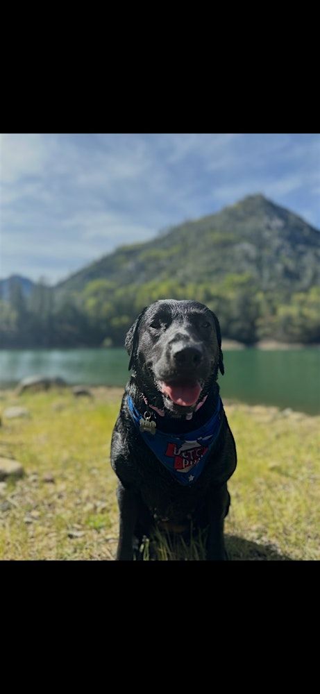Leash Reactive dog walk