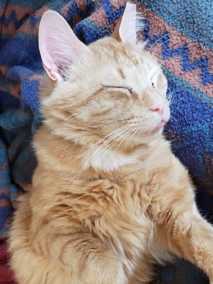 Feline Solutions Adoption Day PetSmart (York, PA) April 1, 2023