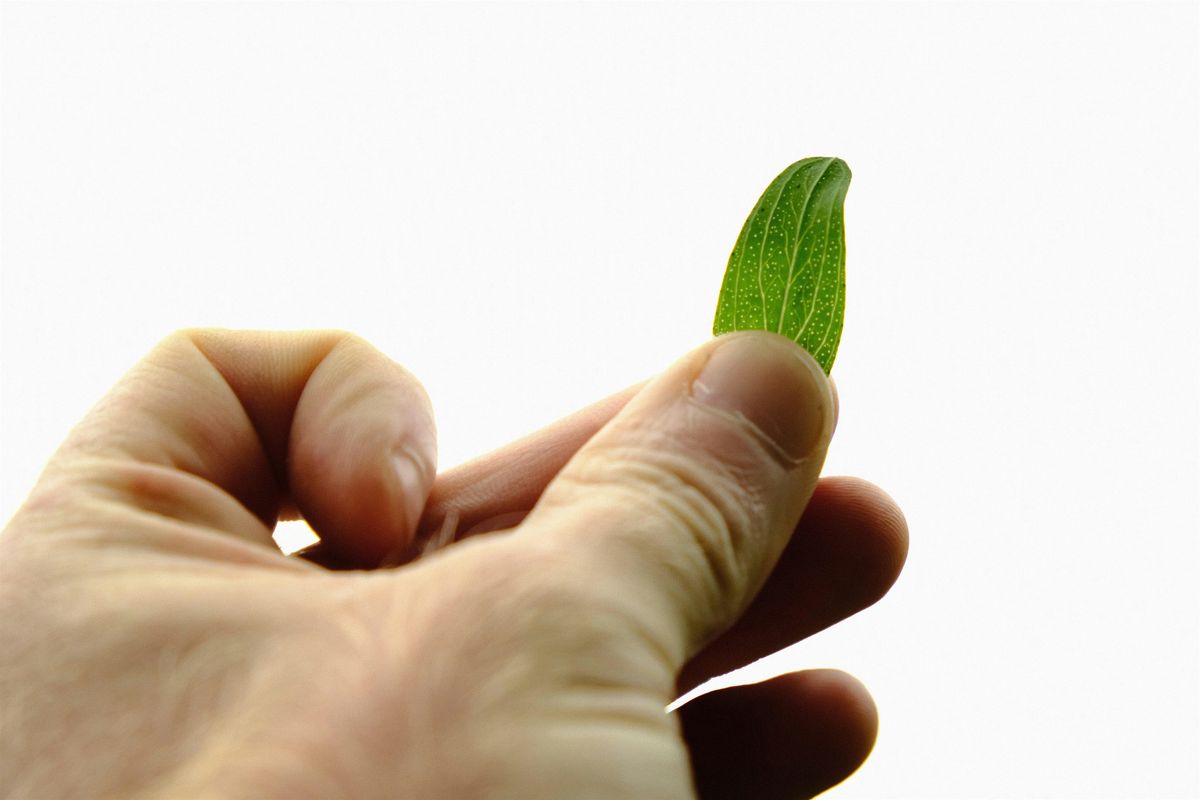 NWT Sweet Briar Marshes: Foray into  folklore (25 March)