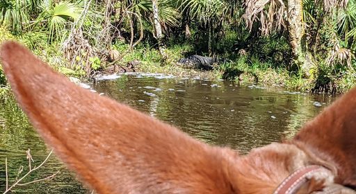 2022 Romp in the Swamp, Florida Mule Lovers