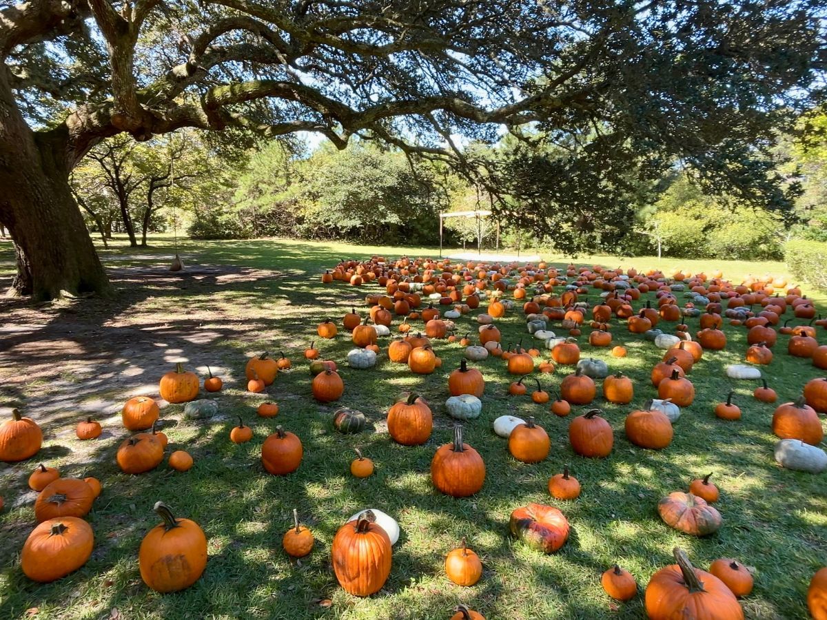 Miss K's Dance Bungalow: One Night Only