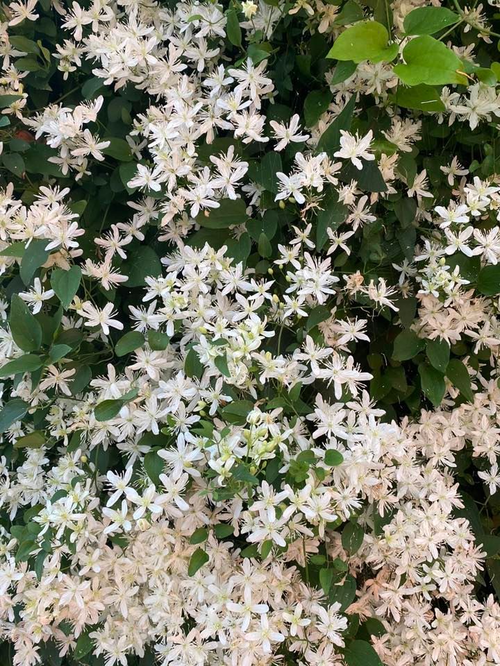 Feast Of Immaculate Conception Mass St Peter Church Cleveland Ohio feast-of-immaculate-conception-mass-st-peter-church-cleveland-ohio