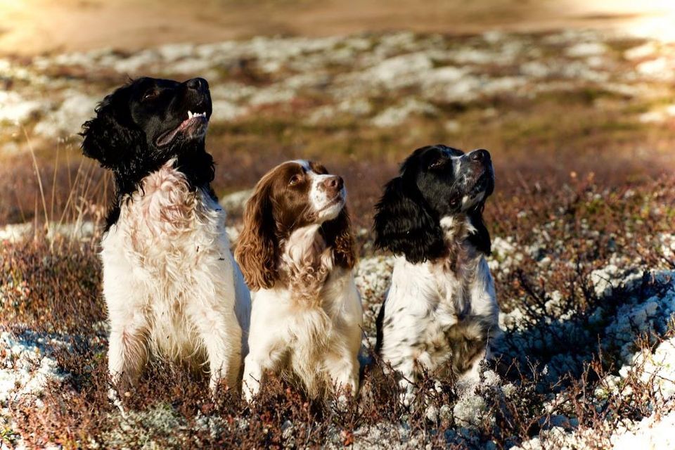 Kurs For Fuglehunder Med Thomas Stokke 2 Dager Med Workshop Nedre kurs-for-fuglehunder-med-thomas-stokke-2-dager-med-workshop-nedre