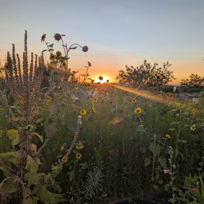 Bodhi Farms
