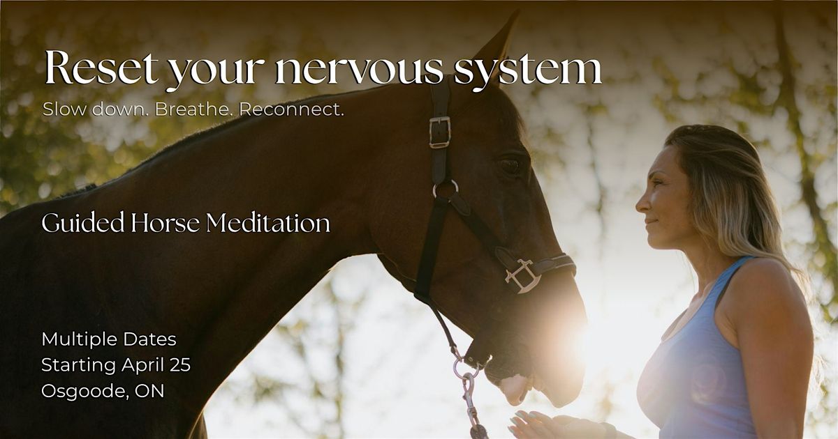 Horse Meditation