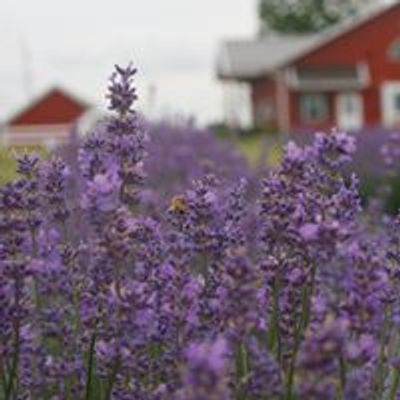 New Life Lavender & Cherry Farm