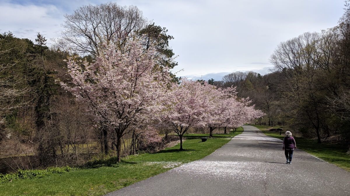 Parking A Christmas Carol - Rochester