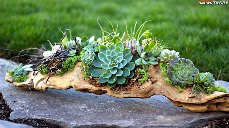 Succulents Garden