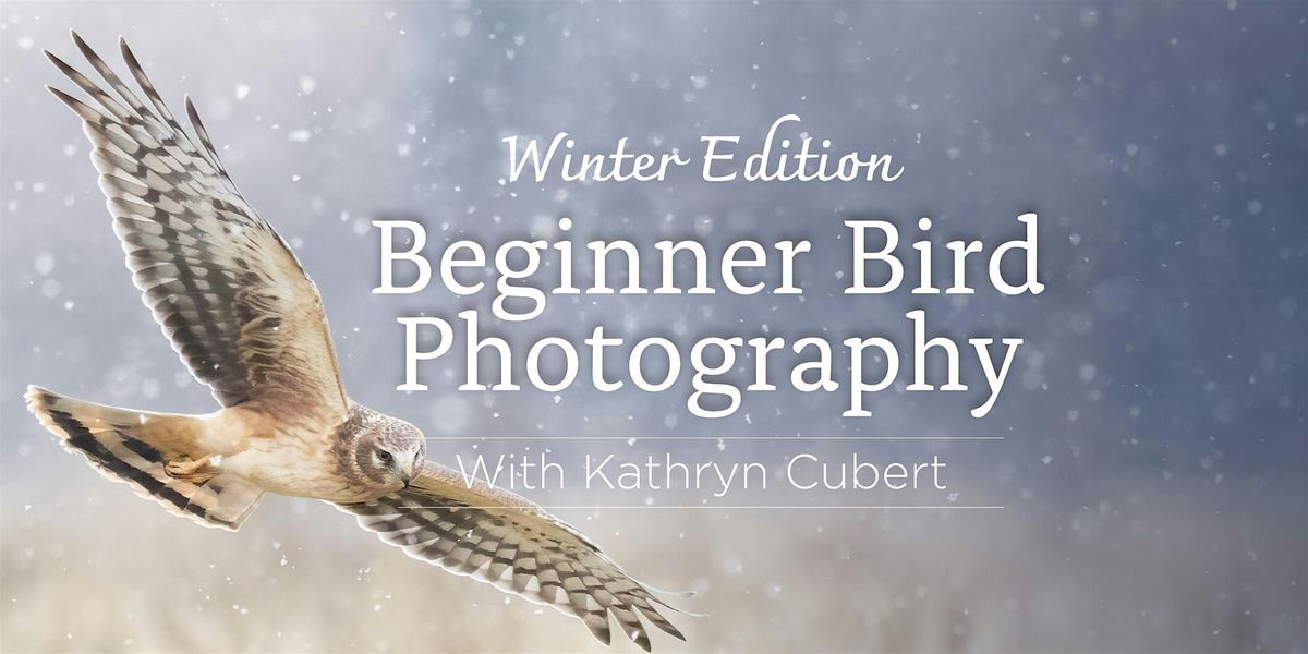 Beginner Bird Photography: Winter edition