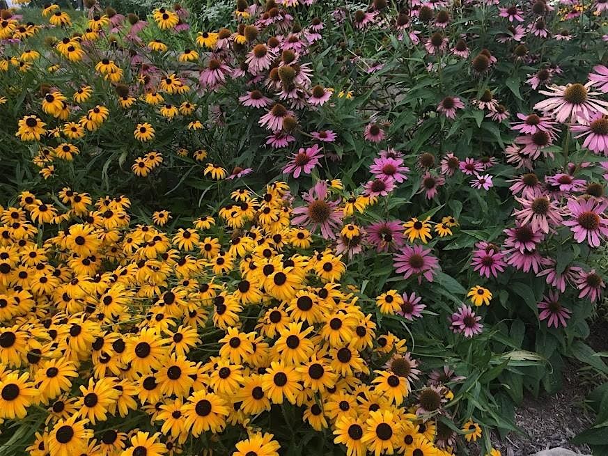 Florida Native Plant Gardening