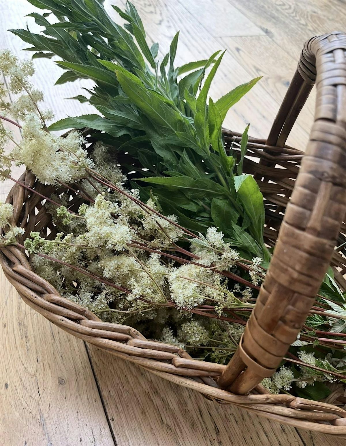 Slow Summer - A Guided Foraging and nature connection walk