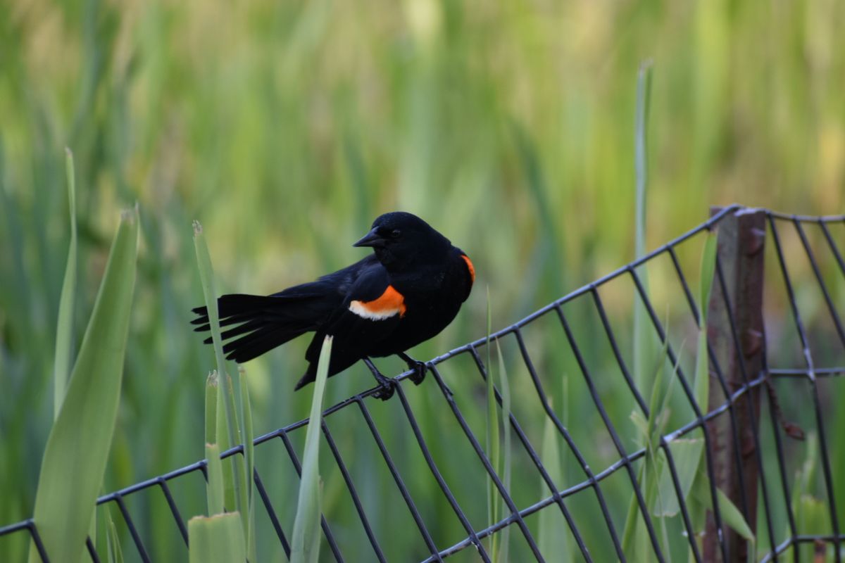 Parking Lady Blackbird